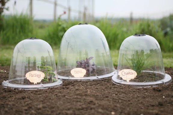Victorian Bell Garden Cloche (Pack Of 3) Original 4 Victorian Bell Garden Cloche (Pack Of 3) Original - Image 2