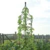 Big Ben Sweet Pea Or Bean Frame -Outdoor Garden Care Shop big ben bean frame image 350