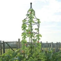 Big Ben Sweet Pea Or Bean Frame