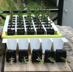Bustaseed Propagation Kit