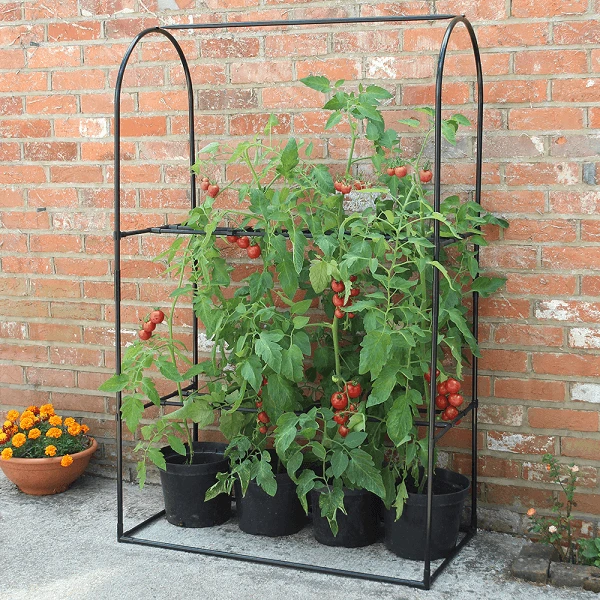Tomato Crop Booster Frame Or Cover 3 Tomato Crop Booster Frame Or Cover