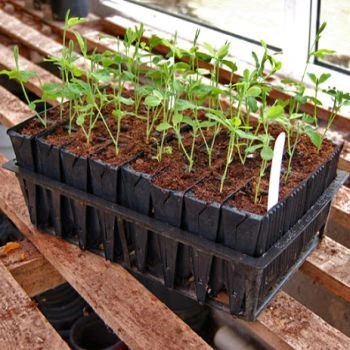 Deep Rootrainer Pack Of 2 3 Deep Rootrainer Pack Of 2