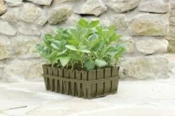 Deep Rootrainers For Plant Propagation