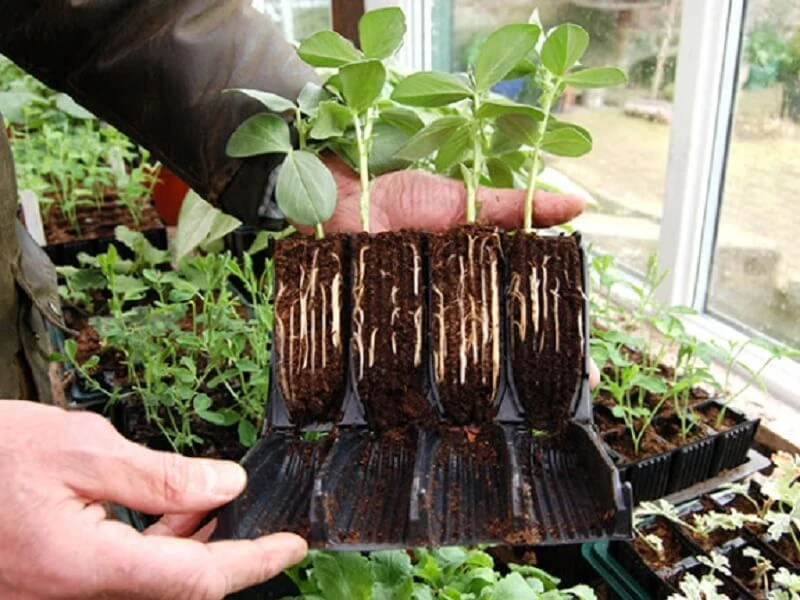 Deep Rootrainers For Plant Propagation 4 Deep Rootrainers For Plant Propagation - Image 2