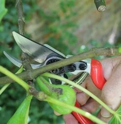 Expert Bypass Pruner DP1030A -Outdoor Garden Care Shop dp1030a 6