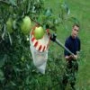 Swop Top Fruit Picking Set 1 Swop Top Fruit Picking Set -Outdoor Garden Care Shop fruit picking darlac