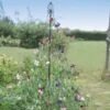 Maypole Plant Support For Flowers Or Beans -Outdoor Garden Care Shop greden maypole sweet pea