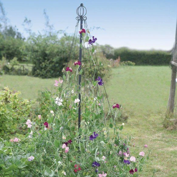 Maypole Plant Support For Flowers Or Beans 3 Maypole Plant Support For Flowers Or Beans