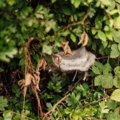 Hortiwool Garden Pads- 5 Pack 17 Hortiwool Garden Pads- 5 Pack -Outdoor Garden Care Shop hortiwool nest bush