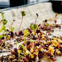 Hortiwool Garden Pads- 5 Pack 20 Hortiwool Garden Pads- 5 Pack -Outdoor Garden Care Shop hortiwool plant seedlings tray