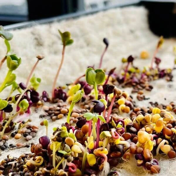 Hortiwool Garden Pads- 5 Pack 11 Hortiwool Garden Pads- 5 Pack - Image 9