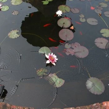 Netfloats Floating Pond Protection Net Panels 4 Netfloats Floating Pond Protection Net Panels - Image 2