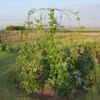 Parasol Plant Support For Flowers Or Beans -Outdoor Garden Care Shop pps3 parasol plant support