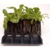 Rapid Rootrainers For Optimum Root Formation 1 Rapid Rootrainers For Optimum Root Formation -Outdoor Garden Care Shop rapid rootrainer