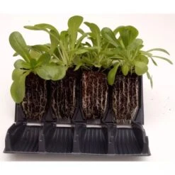Rapid Rootrainers For Optimum Root Formation