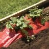 Red Strawberry/Tomato Mulch -Outdoor Garden Care Shop red mulch
