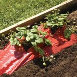 Red Strawberry/Tomato Mulch