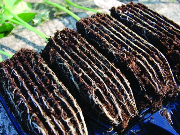 Deep Rootrainer Pack Of 2 5 Deep Rootrainer Pack Of 2 - Image 3