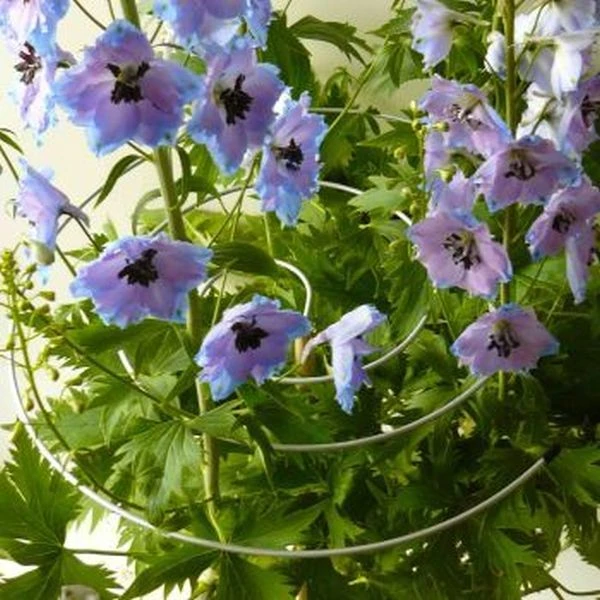 Spiral Plant Support (Pack Of 3) 4 Spiral Plant Support (Pack Of 3) - Image 2