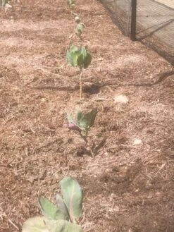 Strulch Organic Garden Straw Mulch 100 Litres 7 Strulch Organic Garden Straw Mulch 100 Litres -Outdoor Garden Care Shop strulch 2