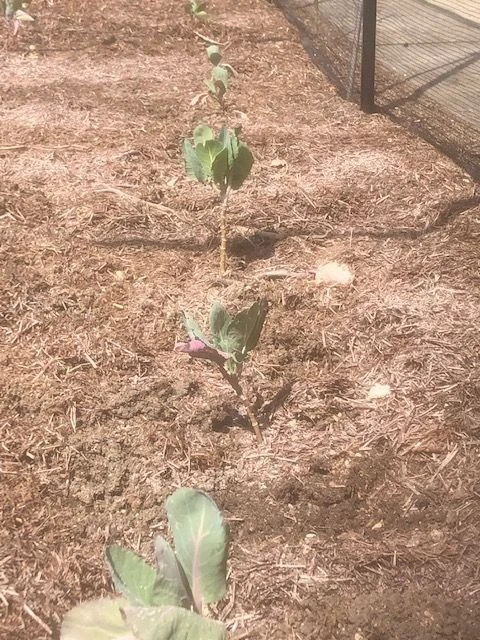 Strulch Organic Garden Straw Mulch 100 Litres 5 Strulch Organic Garden Straw Mulch 100 Litres - Image 3