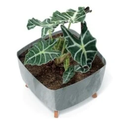 Zinnia Square Plant Pot Made From Recycled Plastic 9 Zinnia Square Plant Pot Made From Recycled Plastic -Outdoor Garden Care Shop zinnea square pot plant